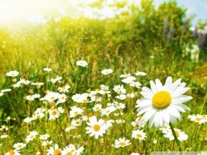 wildflowers_sunny_day-wallpaper-800x600