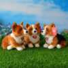 Welsh Corgi koerad