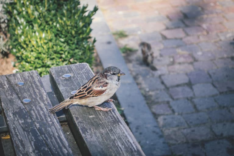 Kuidas vältida lindude lendamist vastu akent?